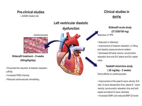 borderline lv systolic function